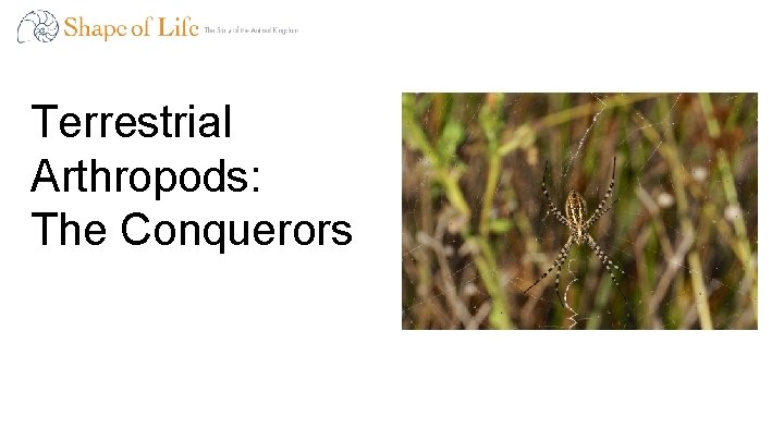 Terrestrial Arthropods: The Conquerors 