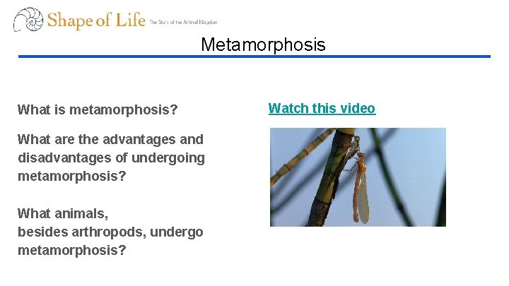 Metamorphosis What is metamorphosis? What are the advantages and disadvantages of undergoing metamorphosis? What