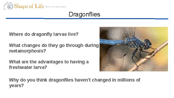 Dragonflies Where do dragonfly larvae live? What changes do they go through during metamorphosis?