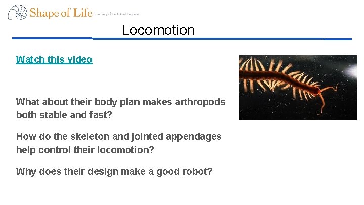 Locomotion Watch this video What about their body plan makes arthropods both stable and