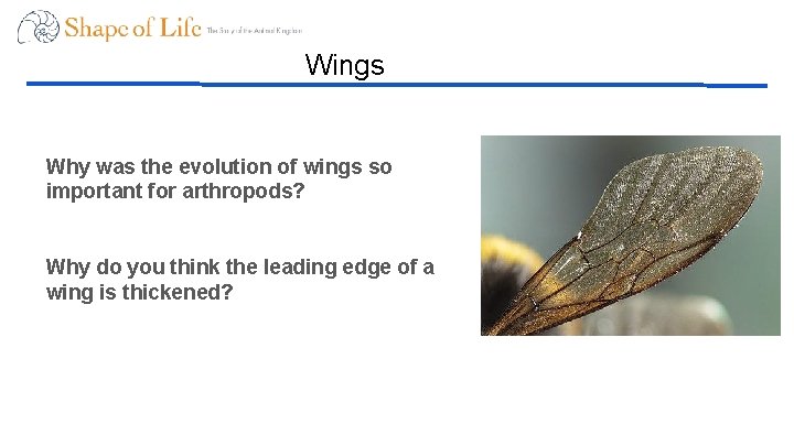 Wings Why was the evolution of wings so important for arthropods? Why do you