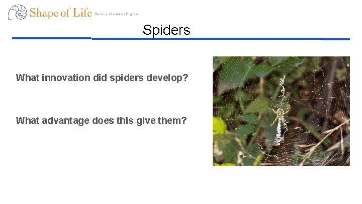 Spiders What innovation did spiders develop? What advantage does this give them? 