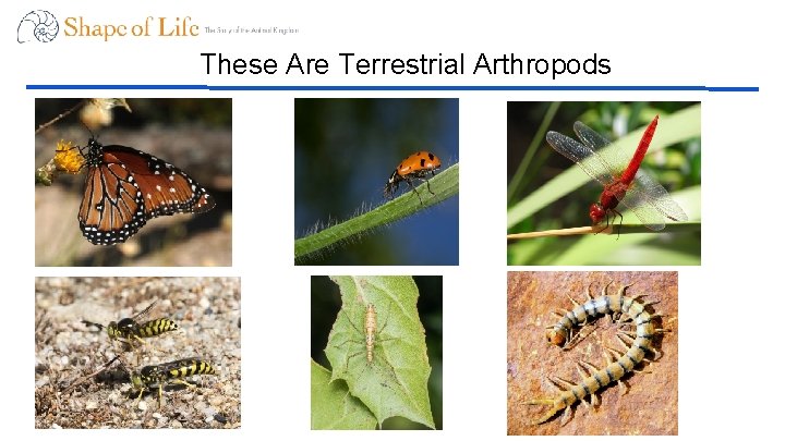 These Are Terrestrial Arthropods 