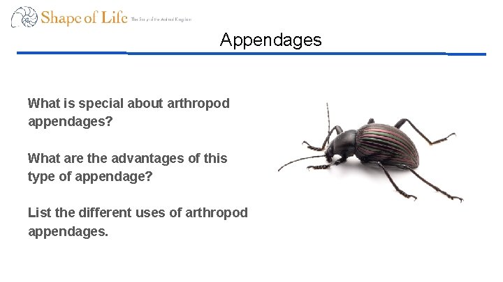 Appendages What is special about arthropod appendages? What are the advantages of this type