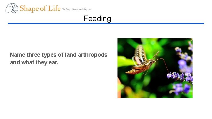 Feeding Name three types of land arthropods and what they eat. 
