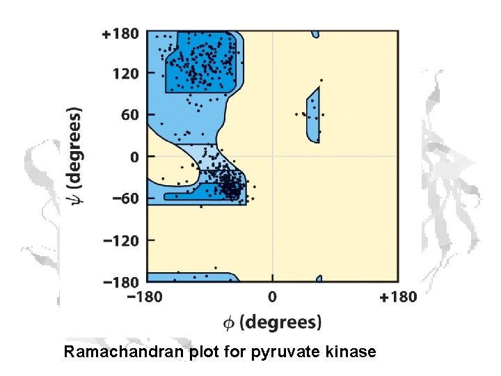 Ramachandran plot for pyruvate kinase 