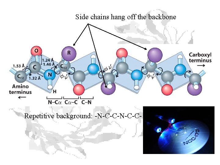Side chains hang off the backbone Repetitive background: -N-C-C- 