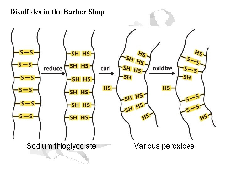 Disulfides in the Barber Shop Sodium thioglycolate Various peroxides 