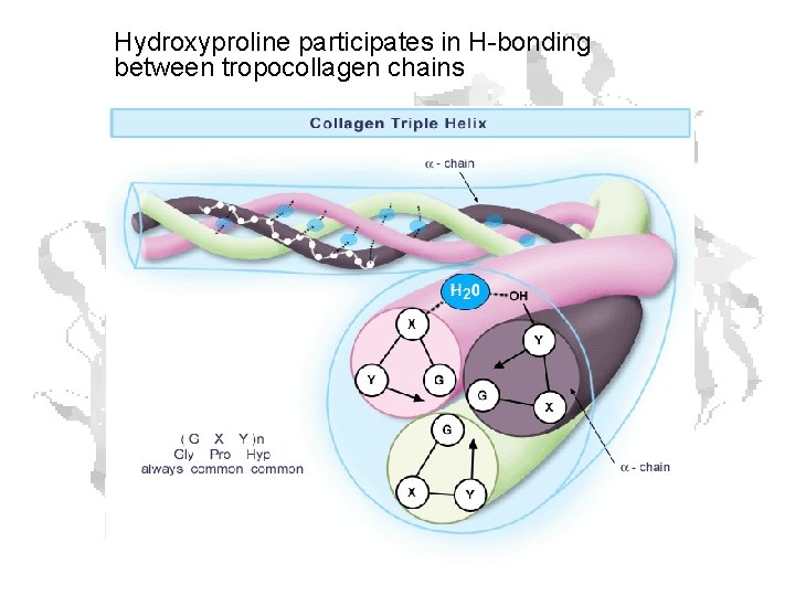 Hydroxyproline participates in H-bonding between tropocollagen chains 