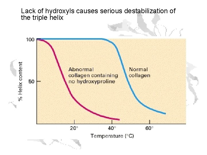 Lack of hydroxyls causes serious destabilization of the triple helix 