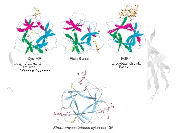 C-rich Domain of Earthworm Mannose Receptor Fibroblast Growth Factor 