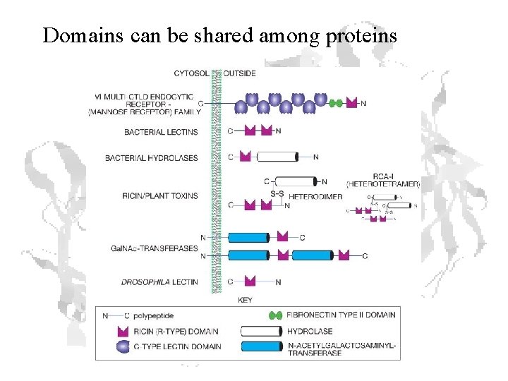 Domains can be shared among proteins 