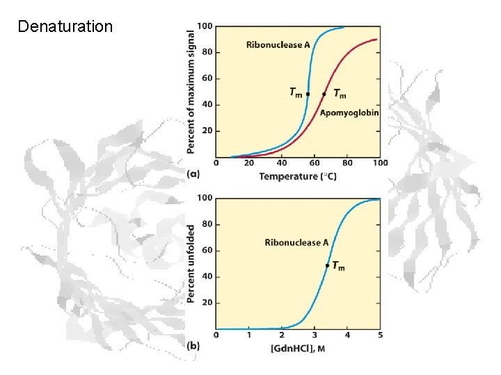 Denaturation 