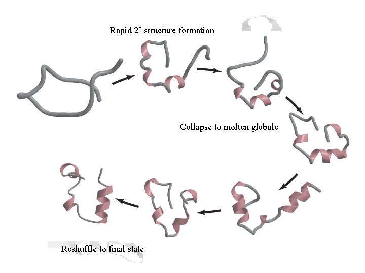 Rapid 2 o structure formation Collapse to molten globule Reshuffle to final state 