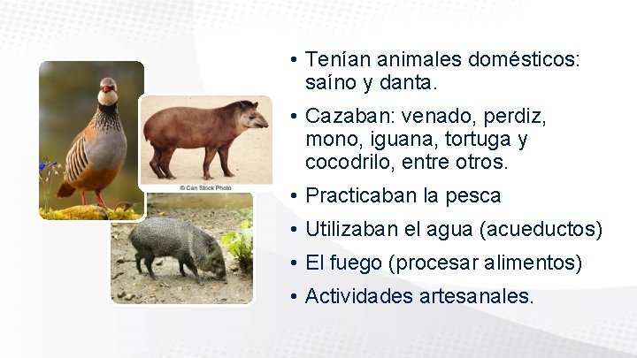  • Tenían animales domésticos: saíno y danta. • Cazaban: venado, perdiz, mono, iguana,