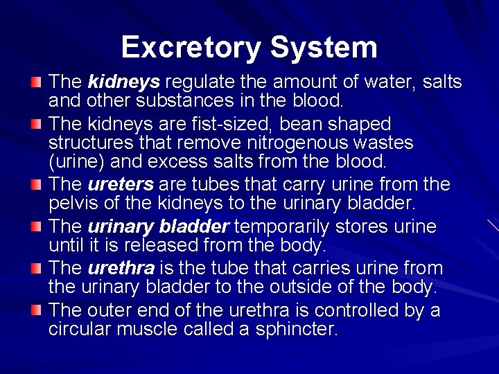 Excretory System The kidneys regulate the amount of water, salts and other substances in