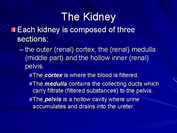 The Kidney Each kidney is composed of three sections: – the outer (renal) cortex,