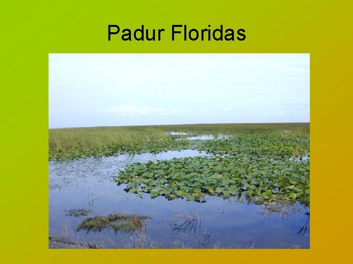 Padur Floridas 