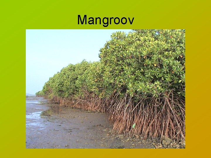 Mangroov 