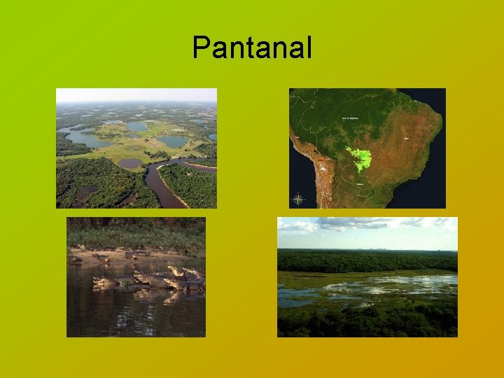 Pantanal 