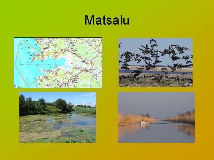 Matsalu 