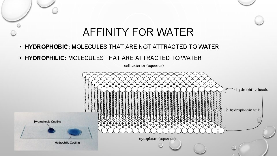 AFFINITY FOR WATER • HYDROPHOBIC: MOLECULES THAT ARE NOT ATTRACTED TO WATER • HYDROPHILIC: