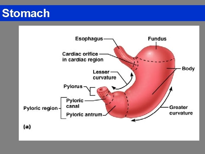 Stomach 