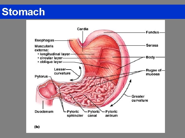 Stomach 