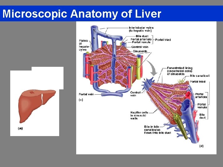 Microscopic Anatomy of Liver 