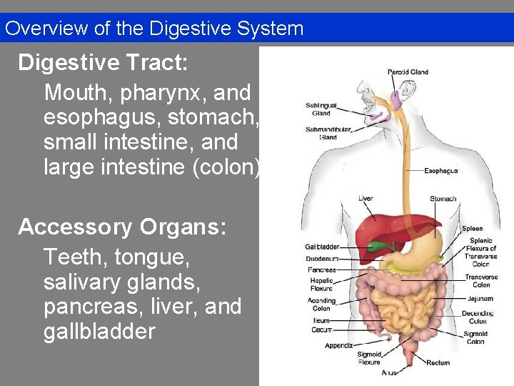Overview of the Digestive System Digestive Tract: Mouth, pharynx, and esophagus, stomach, small intestine,