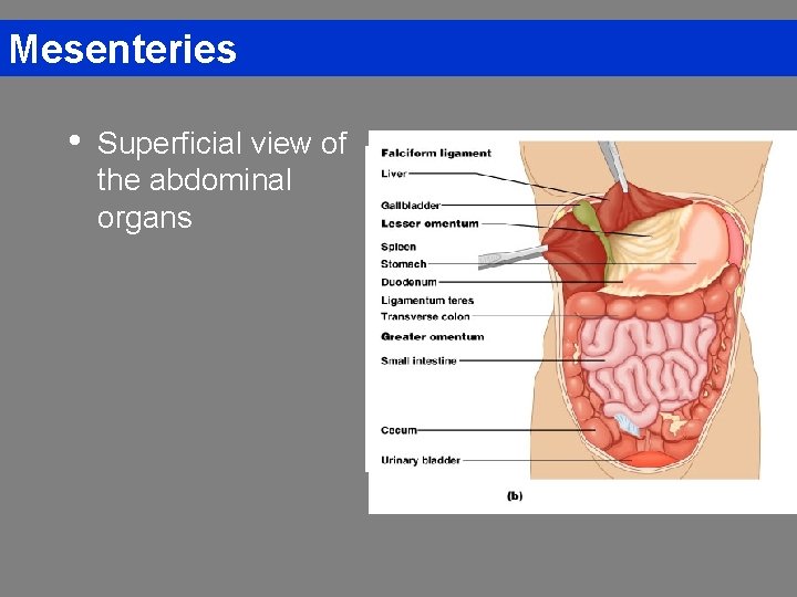 Mesenteries • Superficial view of the abdominal organs 