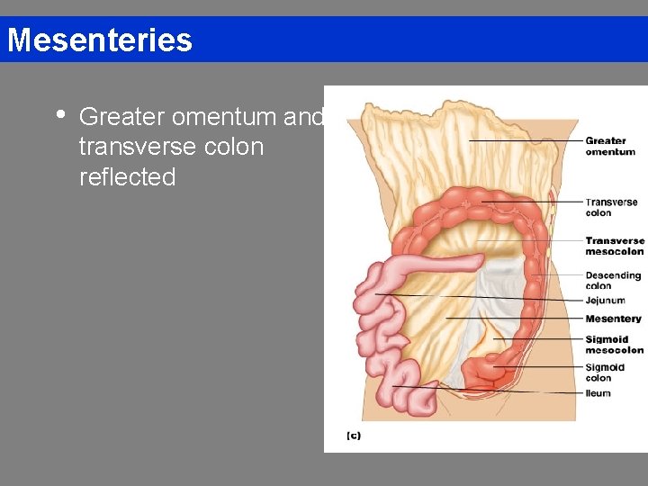 Mesenteries • Greater omentum and transverse colon reflected 