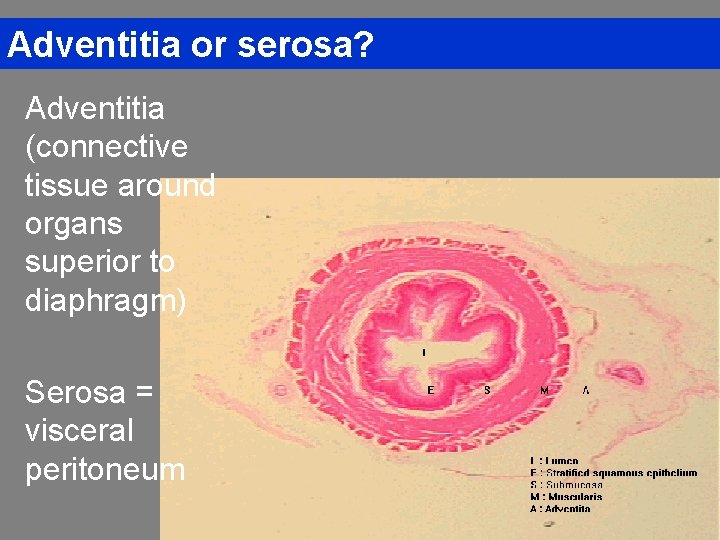 Adventitia or serosa? Adventitia (connective tissue around organs superior to diaphragm) Serosa = visceral