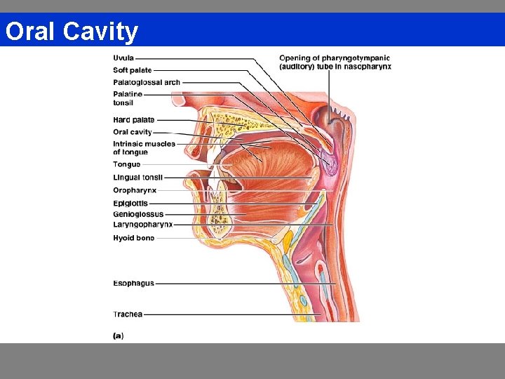 Oral Cavity 