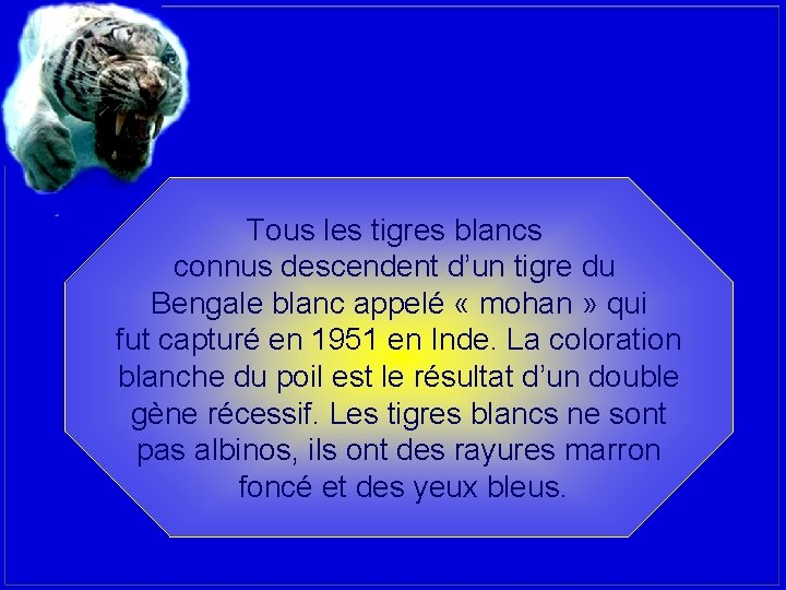 Tous les tigres blancs connus descendent d’un tigre du Bengale blanc appelé « mohan