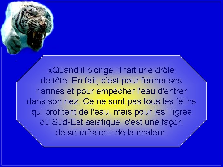  «Quand il plonge, il fait une drôle de tête. En fait, c’est pour