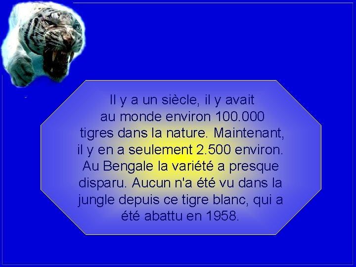 Il y a un siècle, il y avait au monde environ 100. 000 tigres