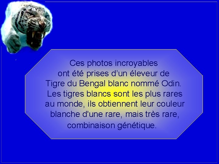 Ces photos incroyables ont été prises d’un éleveur de Tigre du Bengal blanc nommé