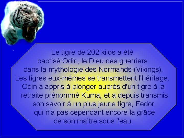 Le tigre de 202 kilos a été baptisé Odin, le Dieu des guerriers dans