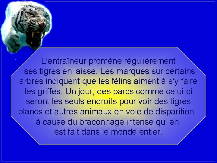 L’entraîneur promène régulièrement ses tigres en laisse. Les marques sur certains arbres indiquent que