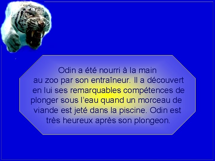 Odin a été nourri à la main au zoo par son entraîneur. Il a