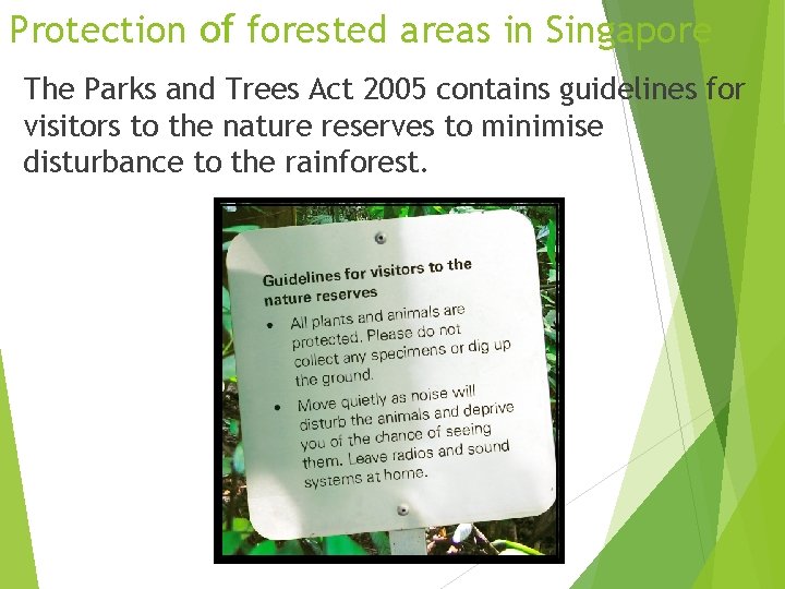 Protection of forested areas in Singapore The Parks and Trees Act 2005 contains guidelines