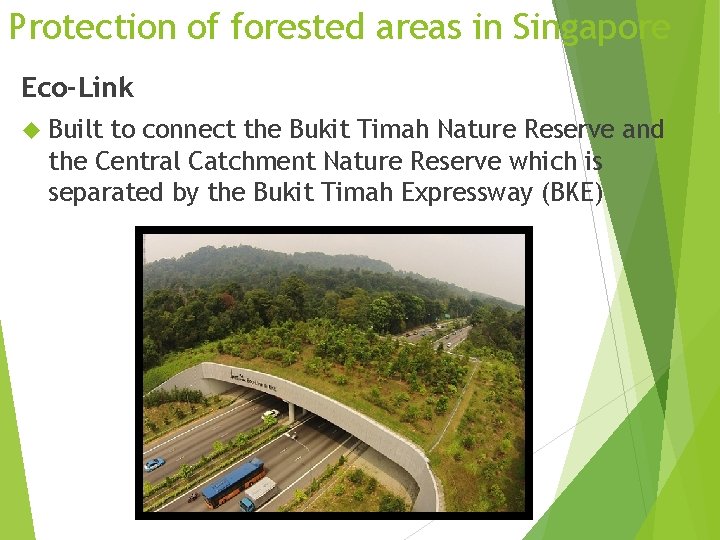 Protection of forested areas in Singapore Eco-Link Built to connect the Bukit Timah Nature