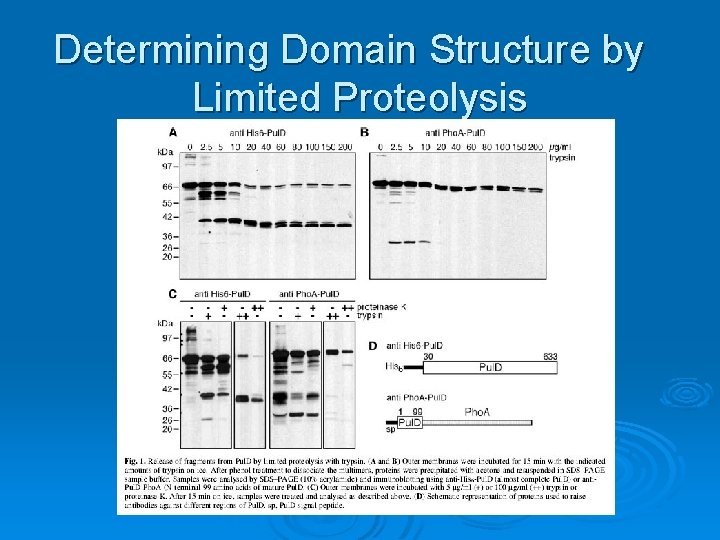 Determining Domain Structure by Limited Proteolysis 