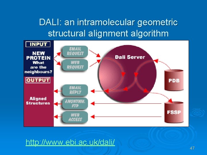 DALI: an intramolecular geometric structural alignment algorithm http: //www. ebi. ac. uk/dali/ 47 