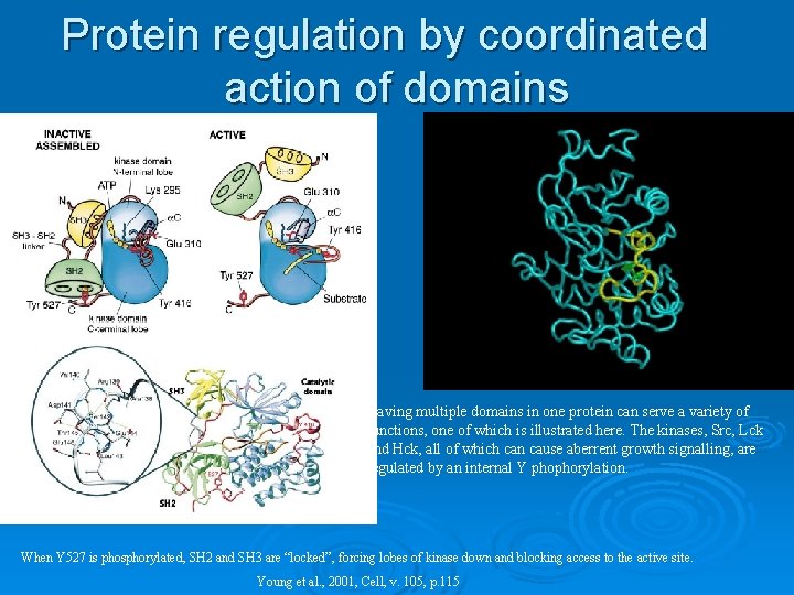 Protein regulation by coordinated action of domains Having multiple domains in one protein can