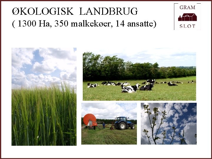 ØKOLOGISK LANDBRUG ( 1300 Ha, 350 malkekøer, 14 ansatte) 