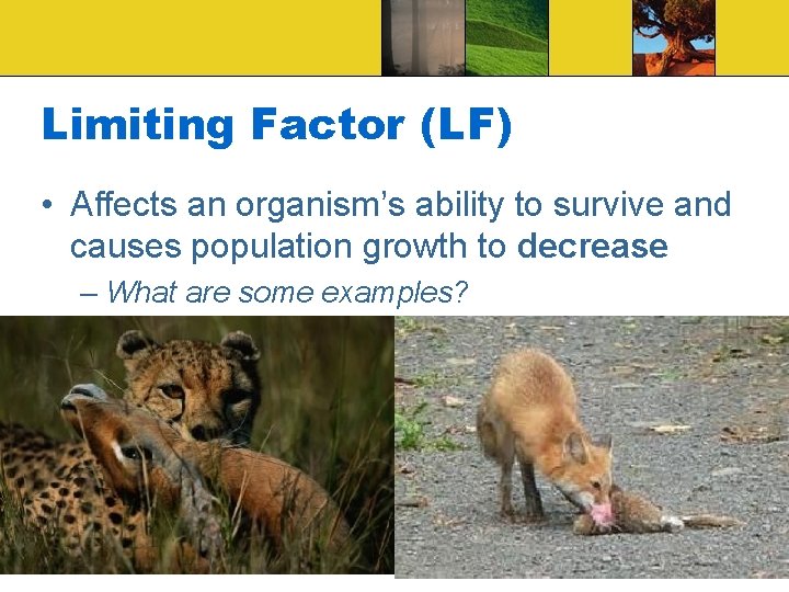 Limiting Factor (LF) • Affects an organism’s ability to survive and causes population growth