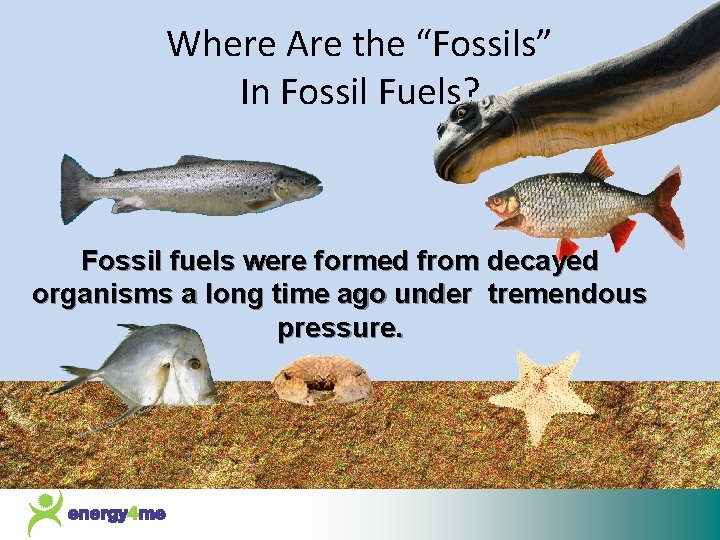 Where Are the “Fossils” In Fossil Fuels? Fossil fuels were formed from decayed organisms