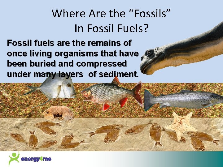 Where Are the “Fossils” In Fossil Fuels? Fossil fuels are the remains of once
